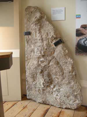 Pliosaur-in-limestone.jpg